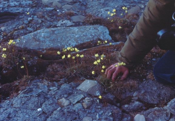 Rick Carnahan using his hand to show scale for the flowers

