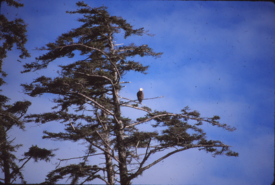 Eagle in a tree
Part of our adventure training trip which was from Tow Hill across to the East Coast and walking down the beach to Tlell. 
